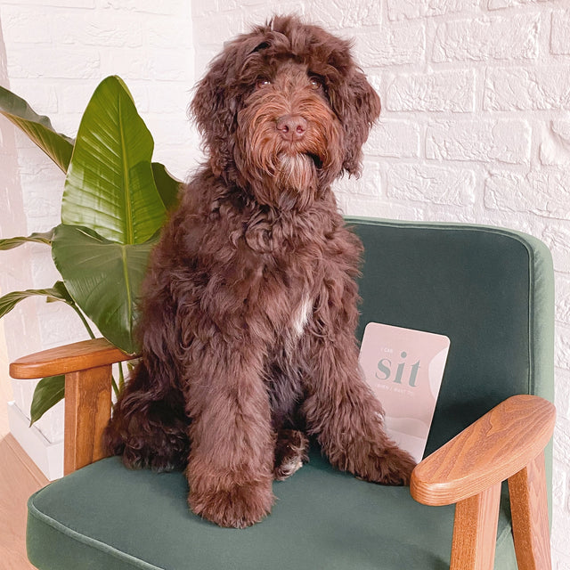 Photo de situation d'un chiot avec sa carte étape