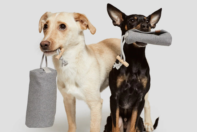 Pochette à friandises pour chien