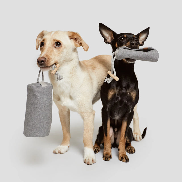 Deux chiens avec des pochettes à friandises grises dans la gueule
