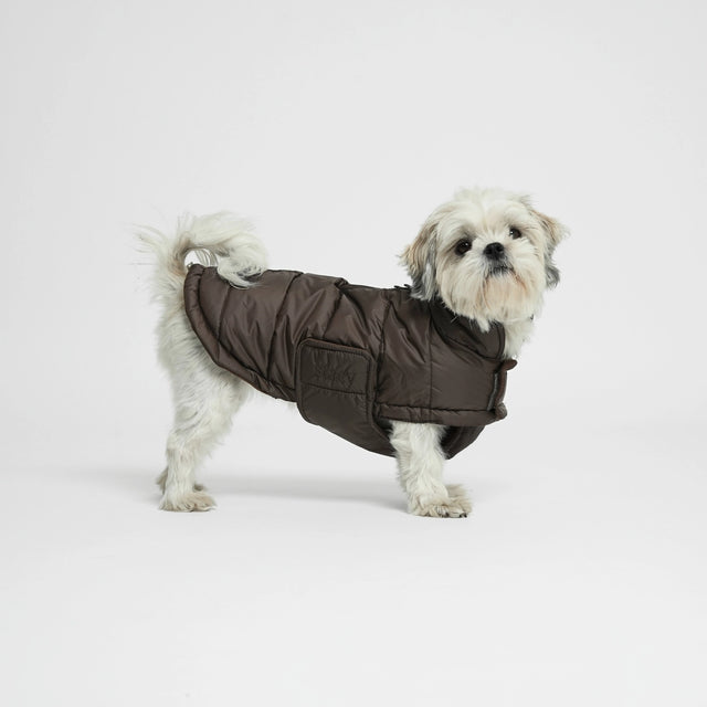 Présentation d'un shih tzu blanc portant une doudoune molletonnée