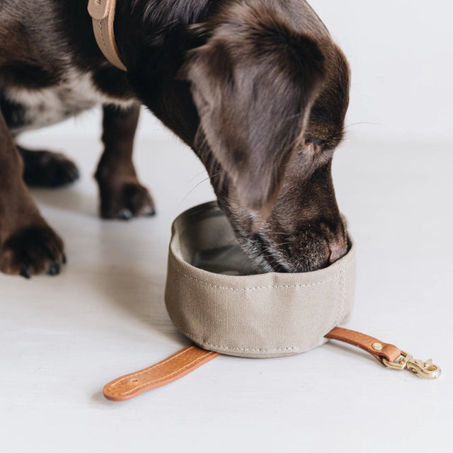 Gamelle de voyage pliable grise pour chien mise en situation du produit avec un chien