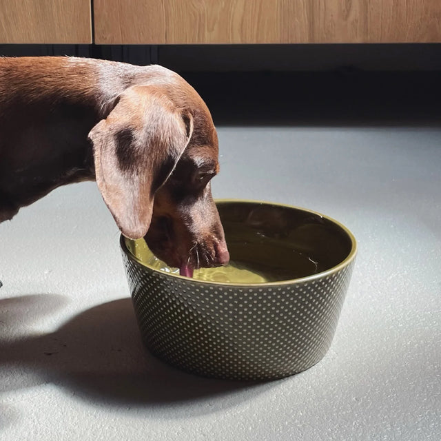 Mise en situation de la gamelle verte avec un chien
