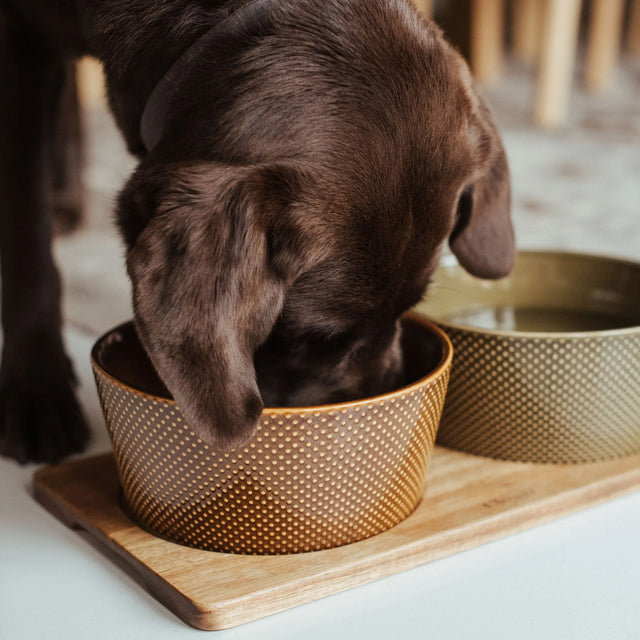 Mise en situation de la gamelle pour chien couleur cannelle