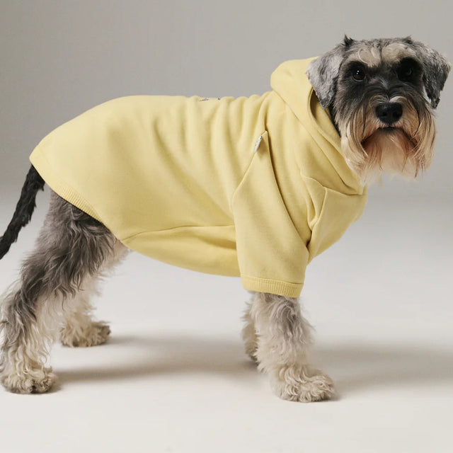 Chien de côté portant un hoodie jaune en coton