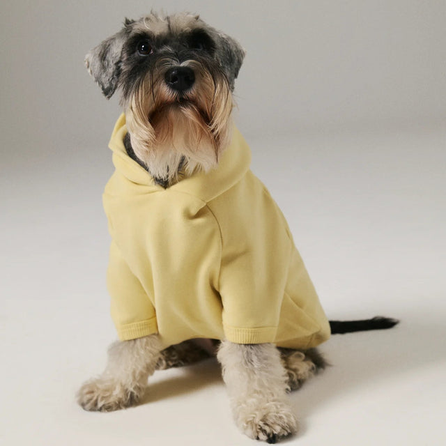 Chien de face portant un hoodie jaune en coton