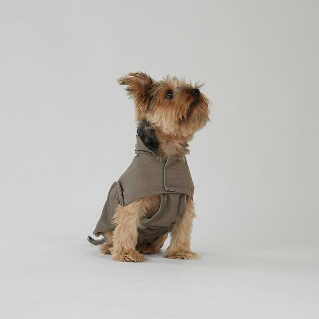 Présentation de l'imperméable pour chiens porté par un Yorkshire regard vers le haut