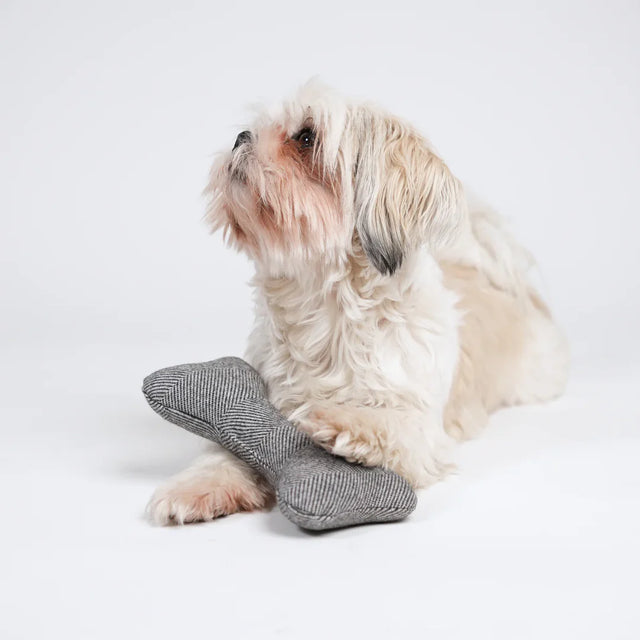Chien jouant avec un jouet en tissu en forme d’os, couleur gris corde
