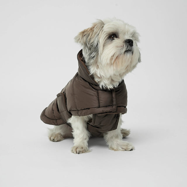 Shih tzu blanc portant une doudoune molletonnée