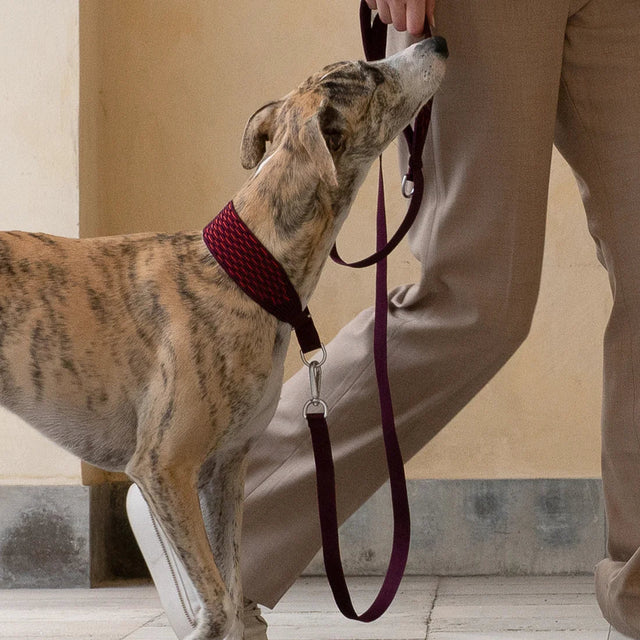 Laisse et collier rouges sur un lévrier