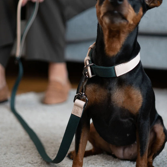 Laisse en tissu vert pour chien porté