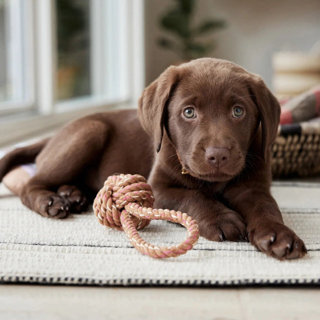 Bébé labrador avec un jouet en corde à tirer