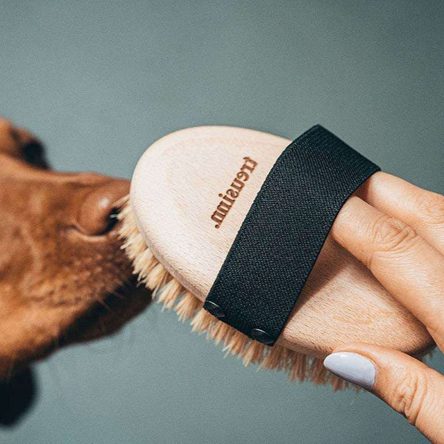 Brosse pour chien Prunelle