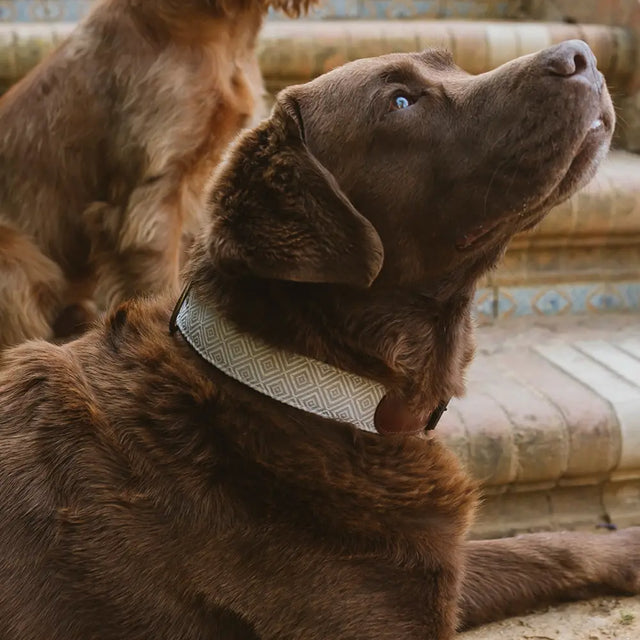 Collier pour chien en nubuck porté sur un labrador