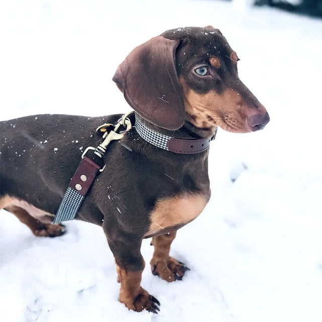 Collier en damier porté par un teckel dans la neige