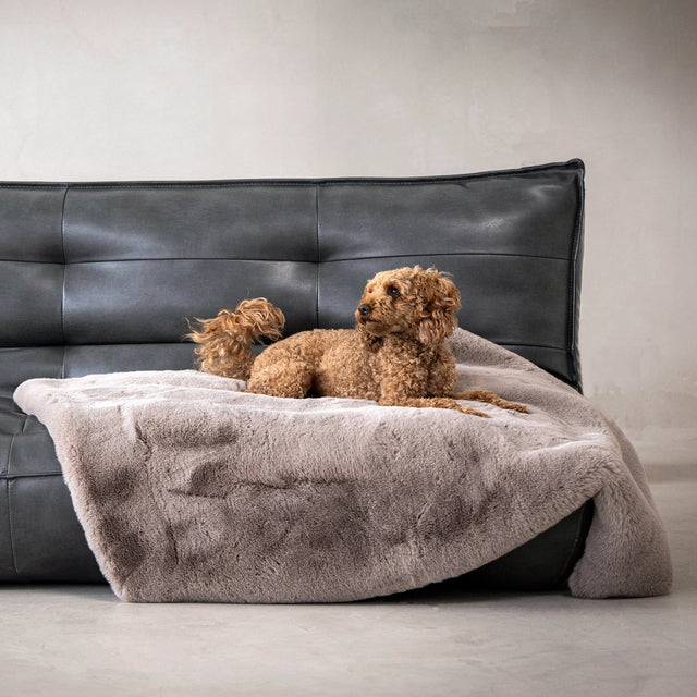 Chien sur une couverture sur un canapé design