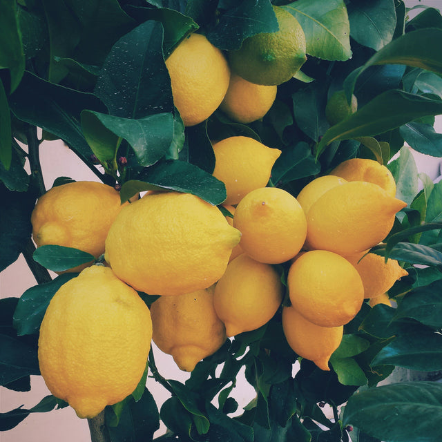 Citrons dans un arbre