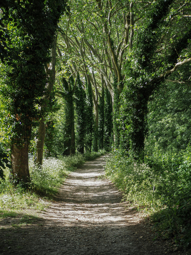 La forêt suspendue