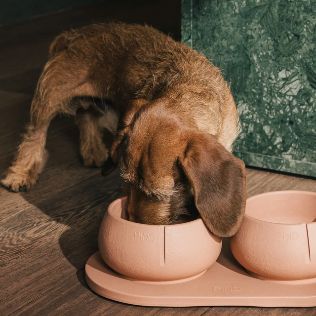 Gamelle pour chien à longues oreilles
