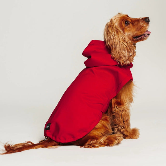 Imperméable rouge pour chien porté par un Cocker anglais sur fond neutre