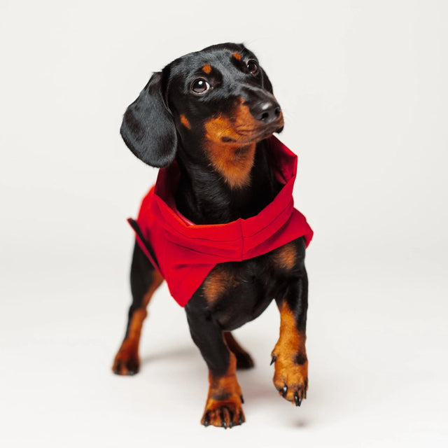 Imperméable rouge pour chien porté par un chien sur fond neutre
