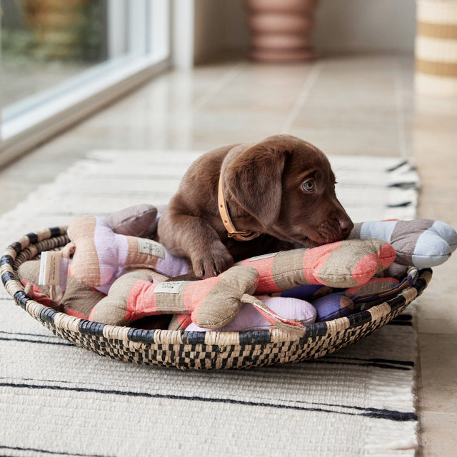 Jouet pour chien en forme d'os avec un bébé labrador chocolat