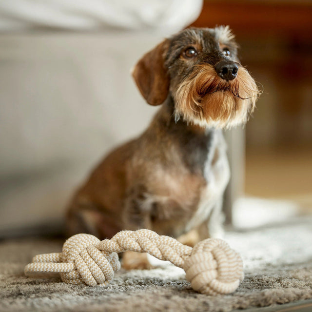 Jouet de tire en os tressé pour chien avec un teckel