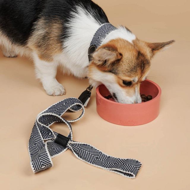 Laisse pour chien en toile de coton italienne portée par un corgi