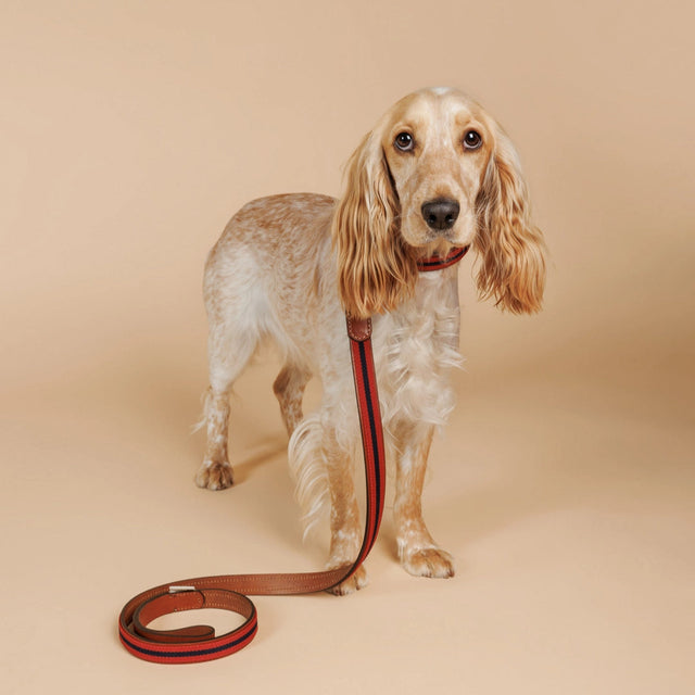 Laisse rouge en tissu et en cuir pour chien porté sur un cocker