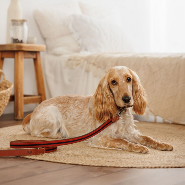 Laisse rouge en tissu et en cuir pour chien porté sur un cocker