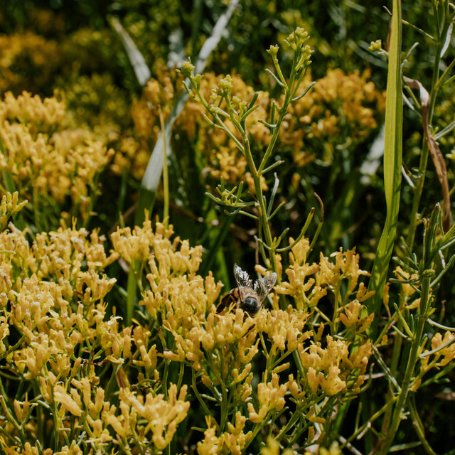 Abeille en train de butiner sur des fleurs
