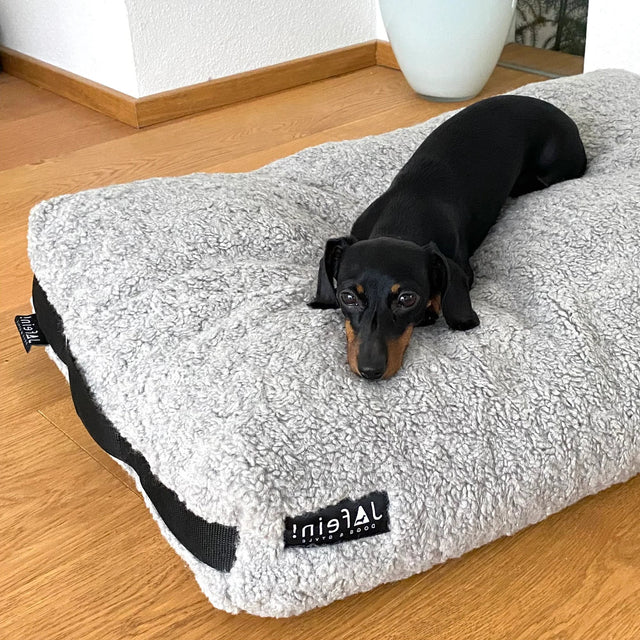 Teckel sur un coussin molletonné en peluche