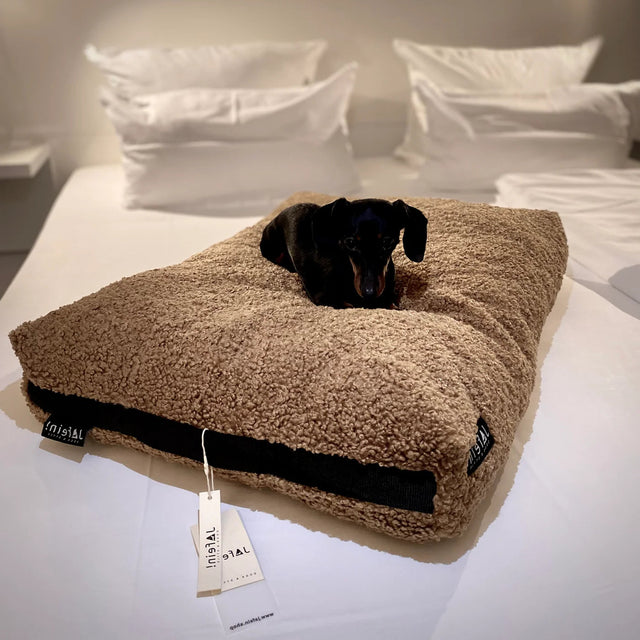 Teckel sur un coussin molletonné en peluche sur un lit