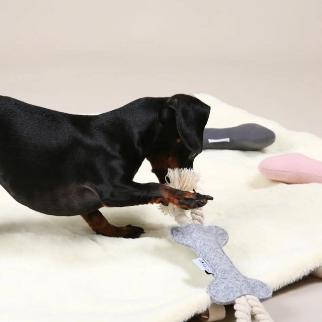 Teckel sur un tapis de voyage avec ses jouets