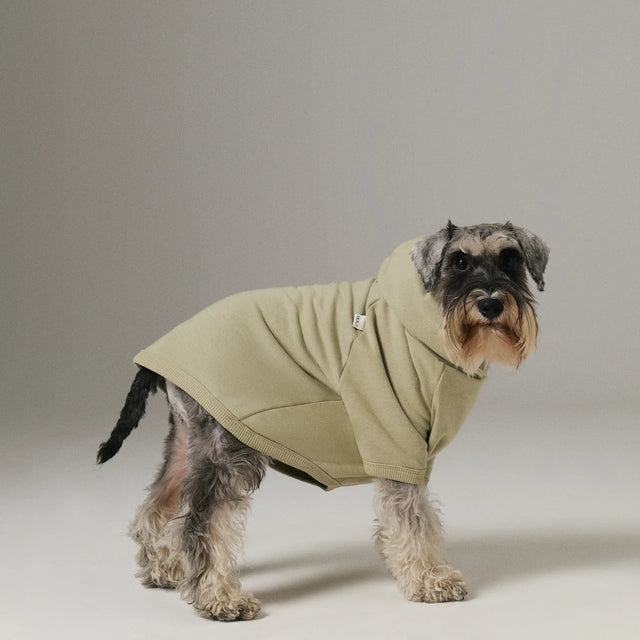 Chien de côté portant un hoodie