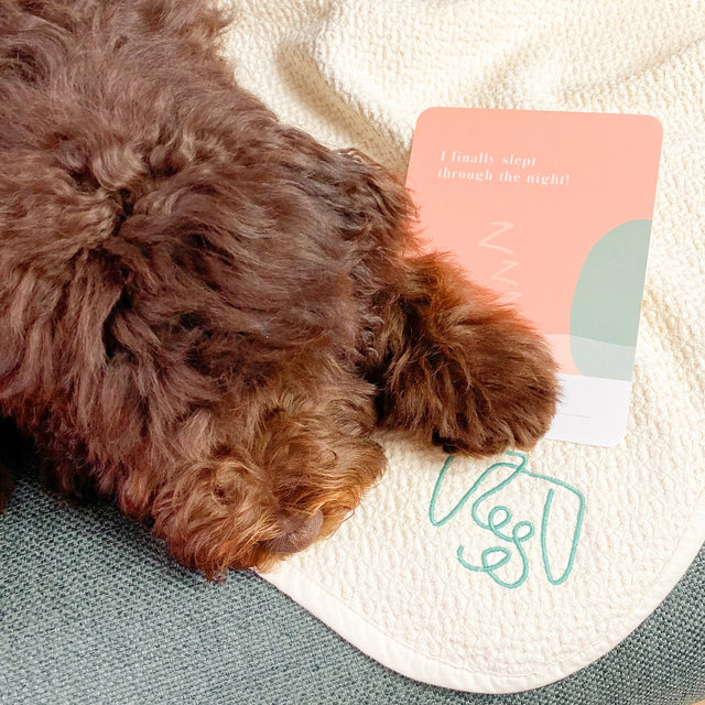 Mise en situation d'un chiot avec sa carte étape