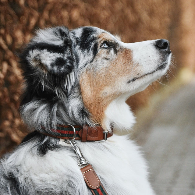 Collier en cuir et en tissu porté par un berger australien