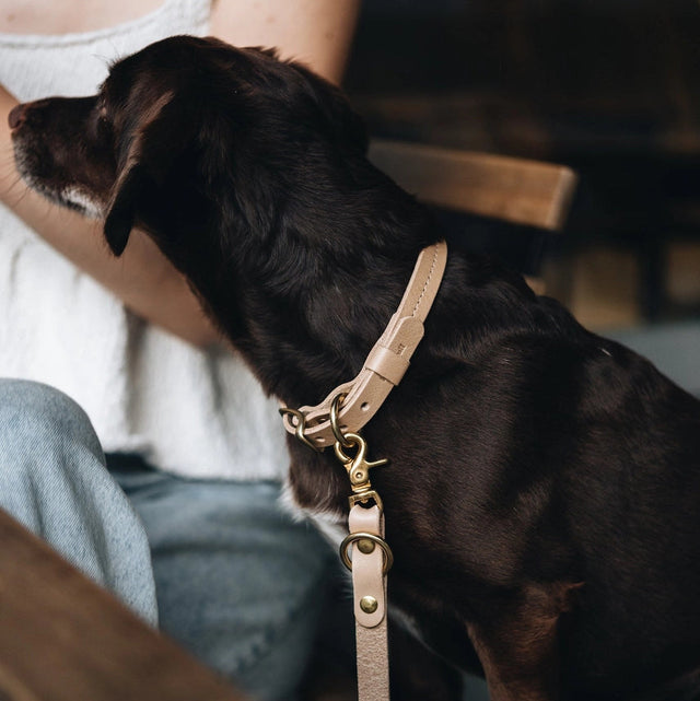 Collier en cuir beige pour chien porté et mis en situation sur un chien
