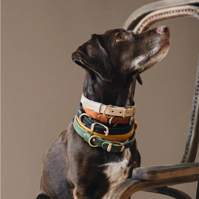 Chien bâtard portant plusieurs colliers en cuir de plusieurs couleurs