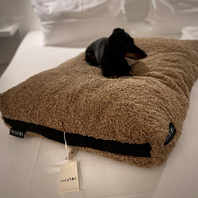 Teckel sur un coussin molletonné en peluche 3