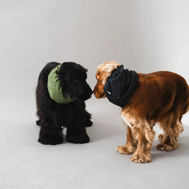Snoods pour chien sur fond neutre portés par deux cocker