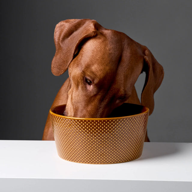 Mise en situation de la gamelle pour chien couleur cannelle avec un chien