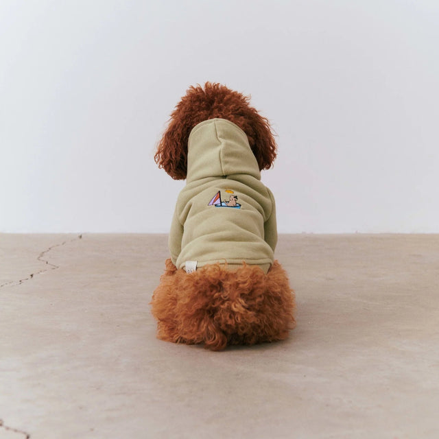 Caniche nain de dos portant un hoodie 