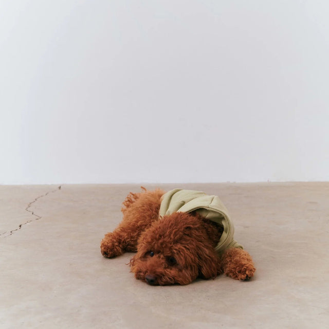 Caniche allongé portant un hoodie 