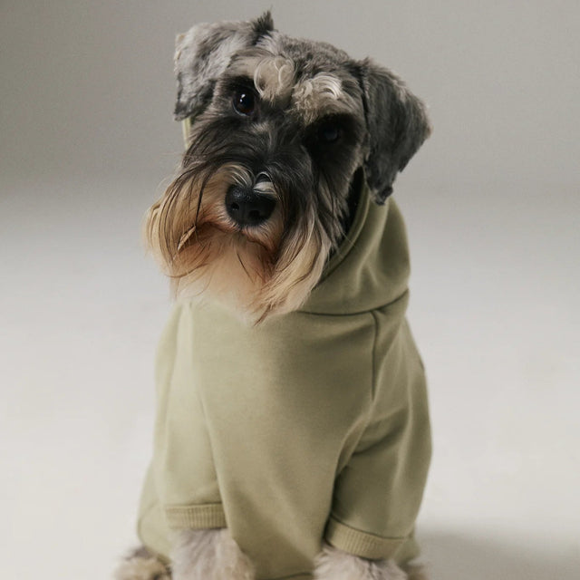 Schnautzer portant un hoodie clair regardant la caméra
