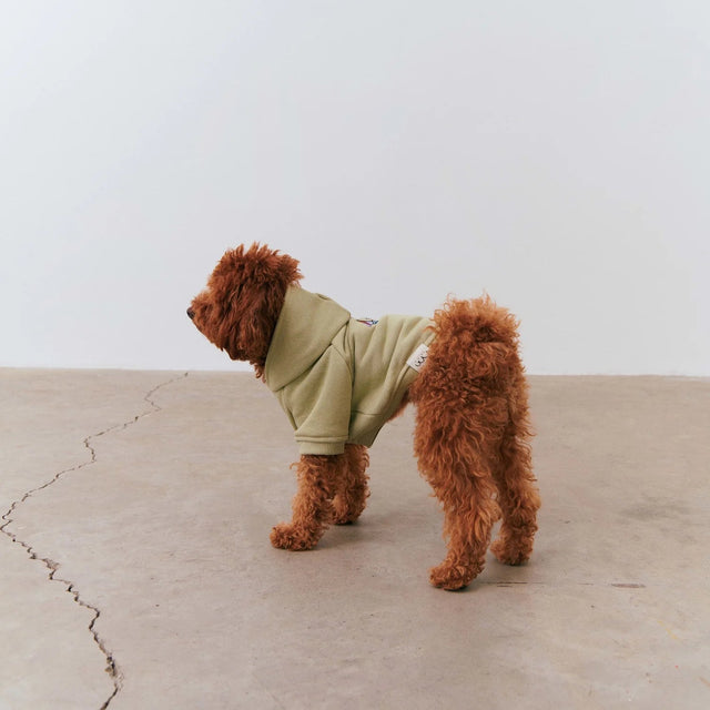 Hoodie pour chiens avec un caniche