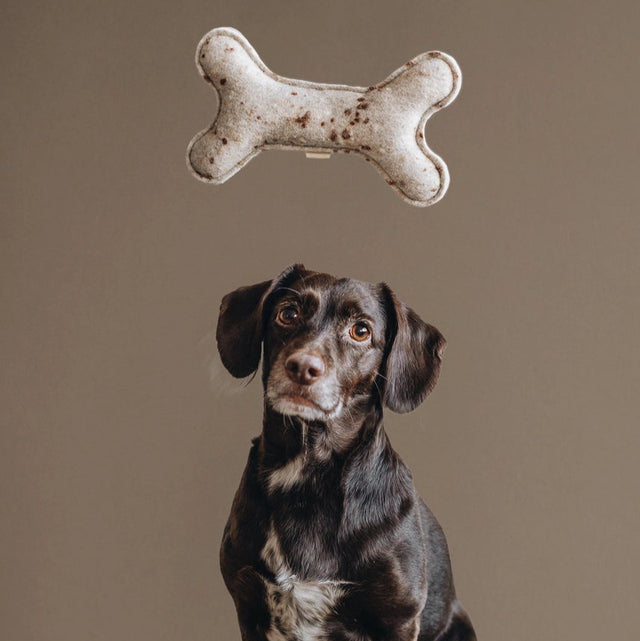 Jouet en laine pour chien en forme d'os - avec un chien qui regarde la caméra