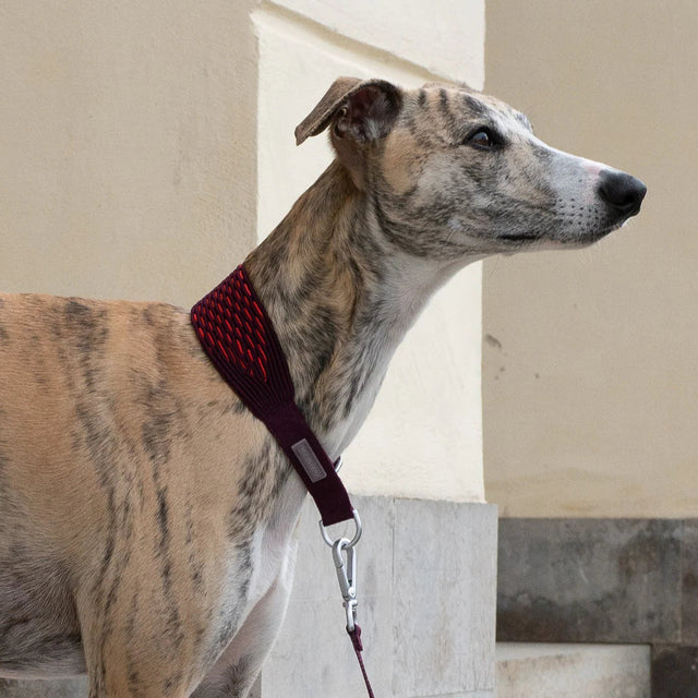 Mise en situation portée du collier et de la laisse rouge