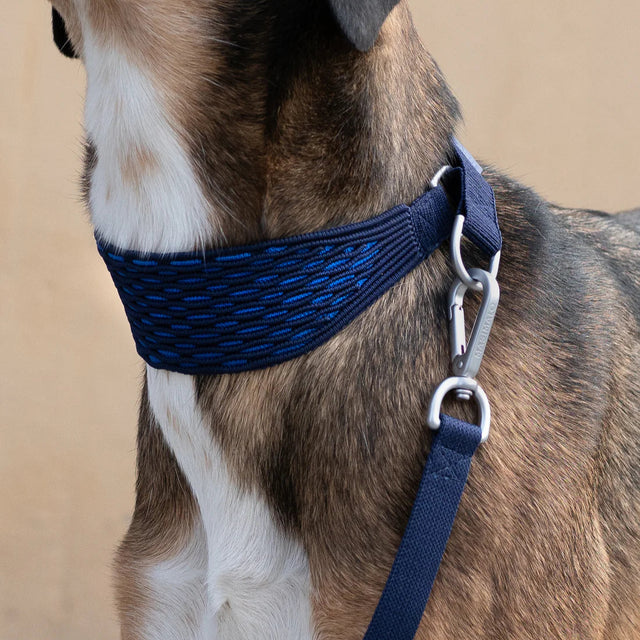 Mise en situation du collier et de la laisse pour chien
