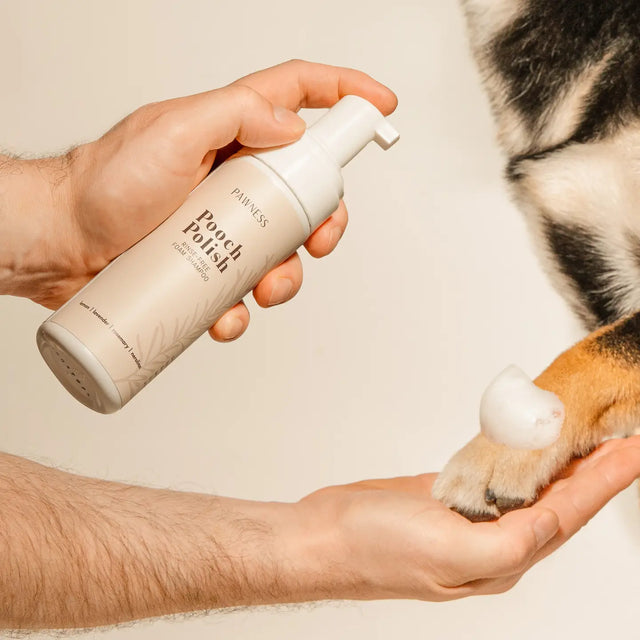 Présentation du flacon de shampoing sans rinçage avec mains et chien