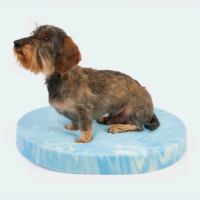Matelas orthopédique pour chien avec teckel assis